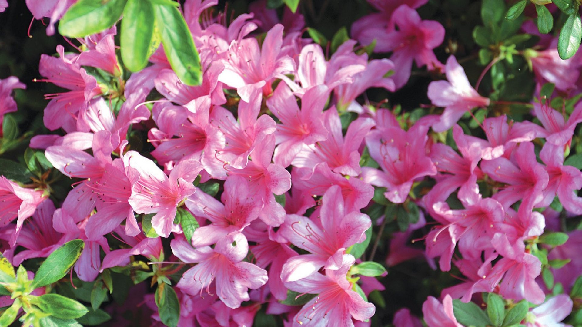 Sonderaktion November | Lago Maggiore - 4* Zacchera Hotels