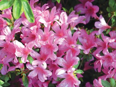 Lago Maggiore - „Tulpenfest“ am Lago Maggiore