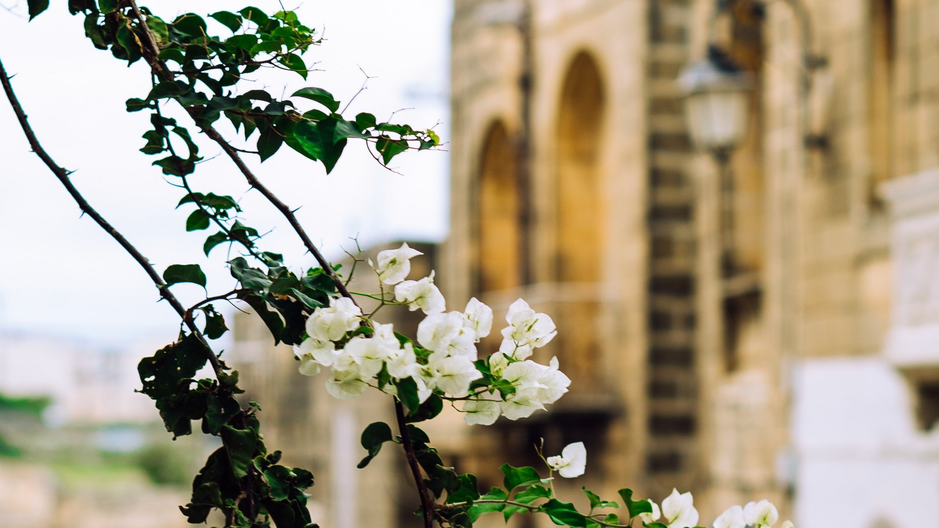 Sonderaktion November | Malta - 4* Maritim Antonine Hotel & Spa