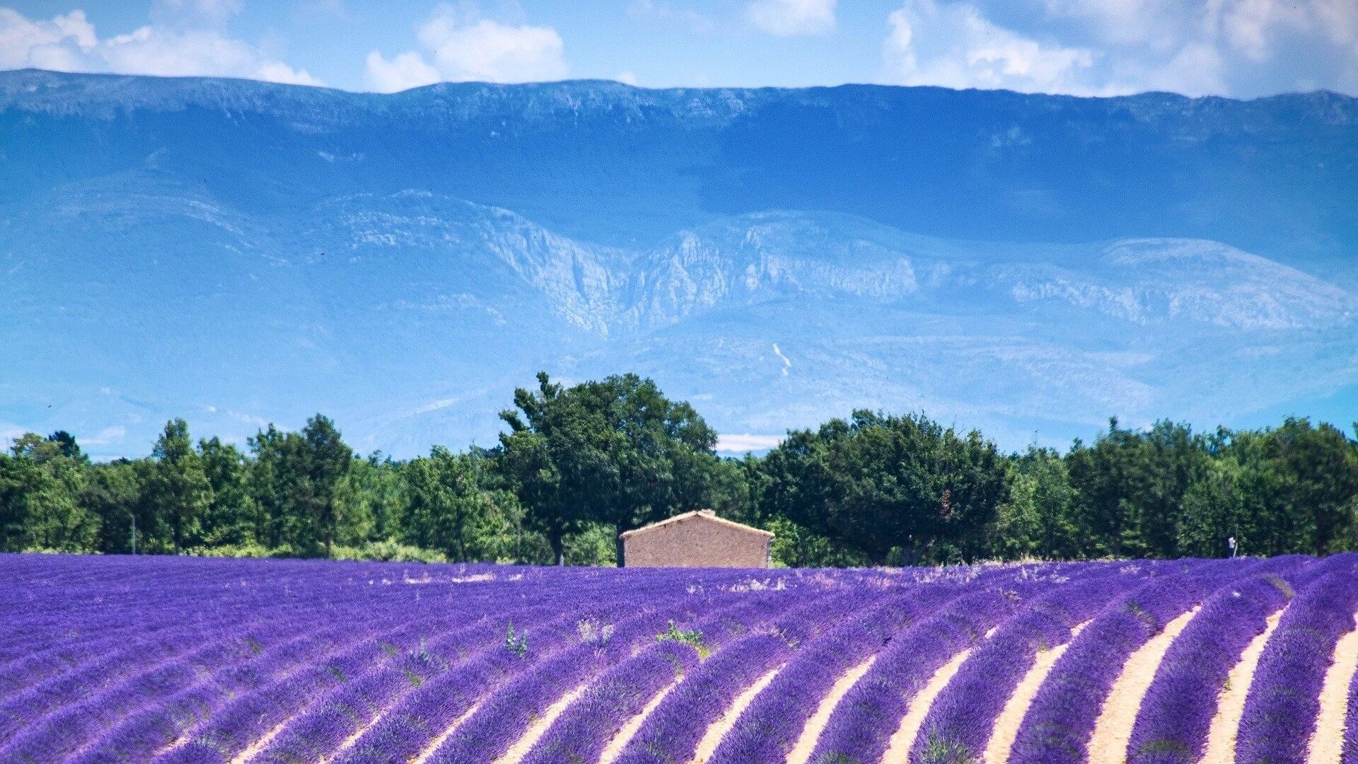 Francia Francia