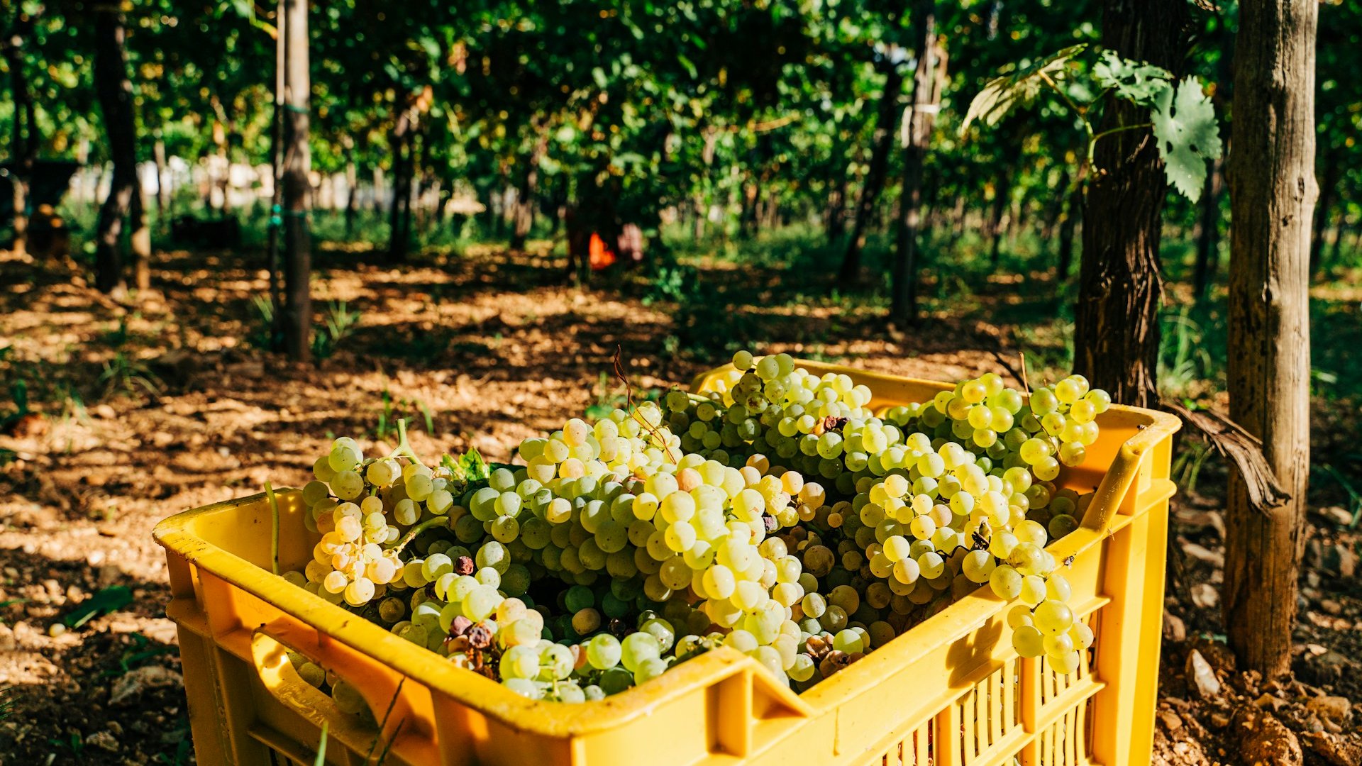 Puglia Experience Tour: Grape Stomping, Matera & Trulli | DMC Italy