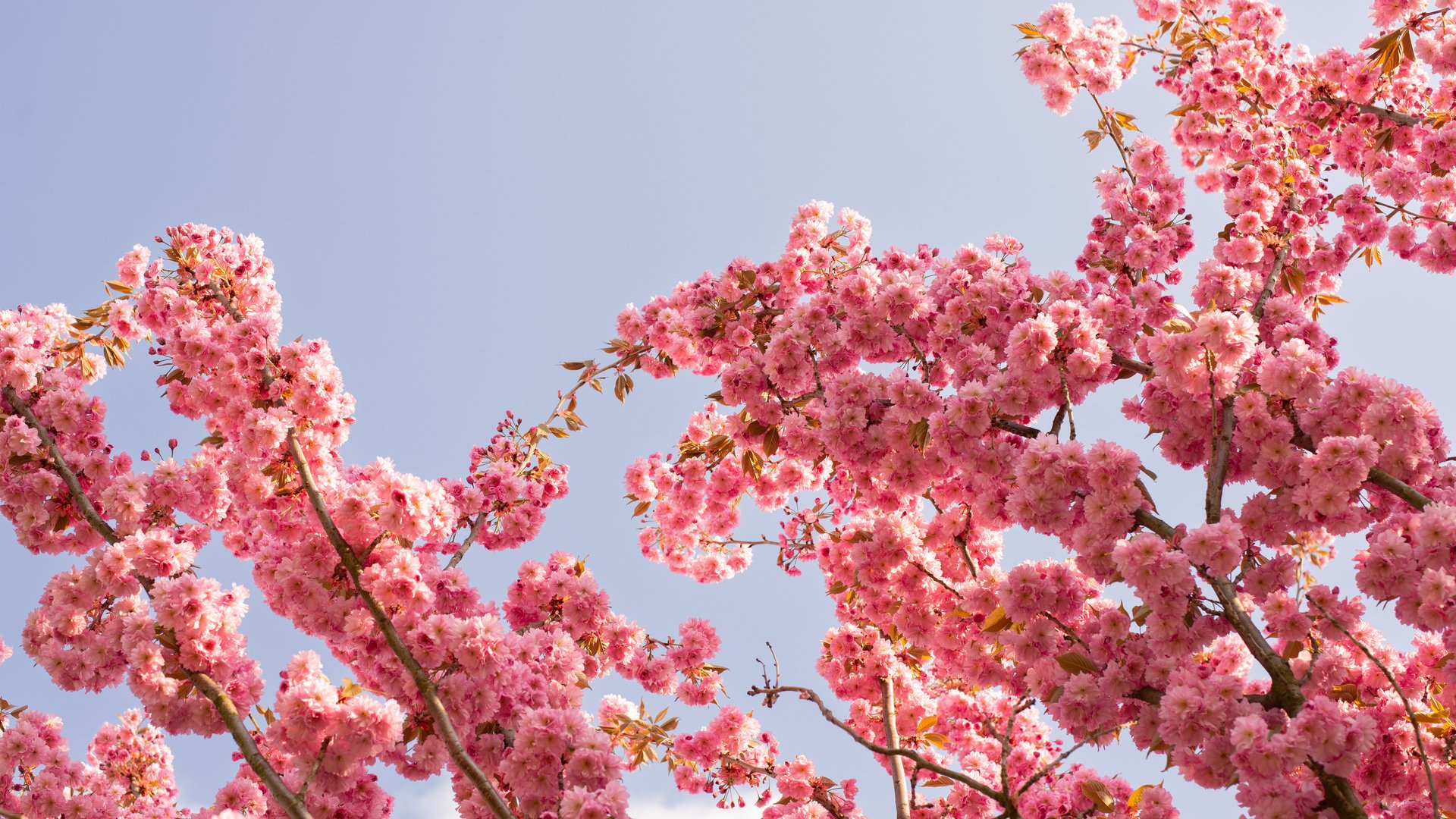Group Tours to Mallorca: Almond Blossom & Scenic Highlights