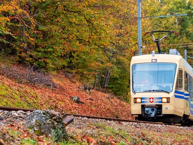 Lago Maggiore - „Tulpenfest“ am Lago Maggiore