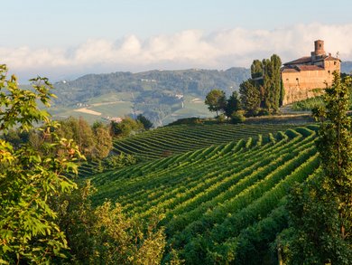 Alba Truffle Festival - A Group Tour into the Heart of Piedmont