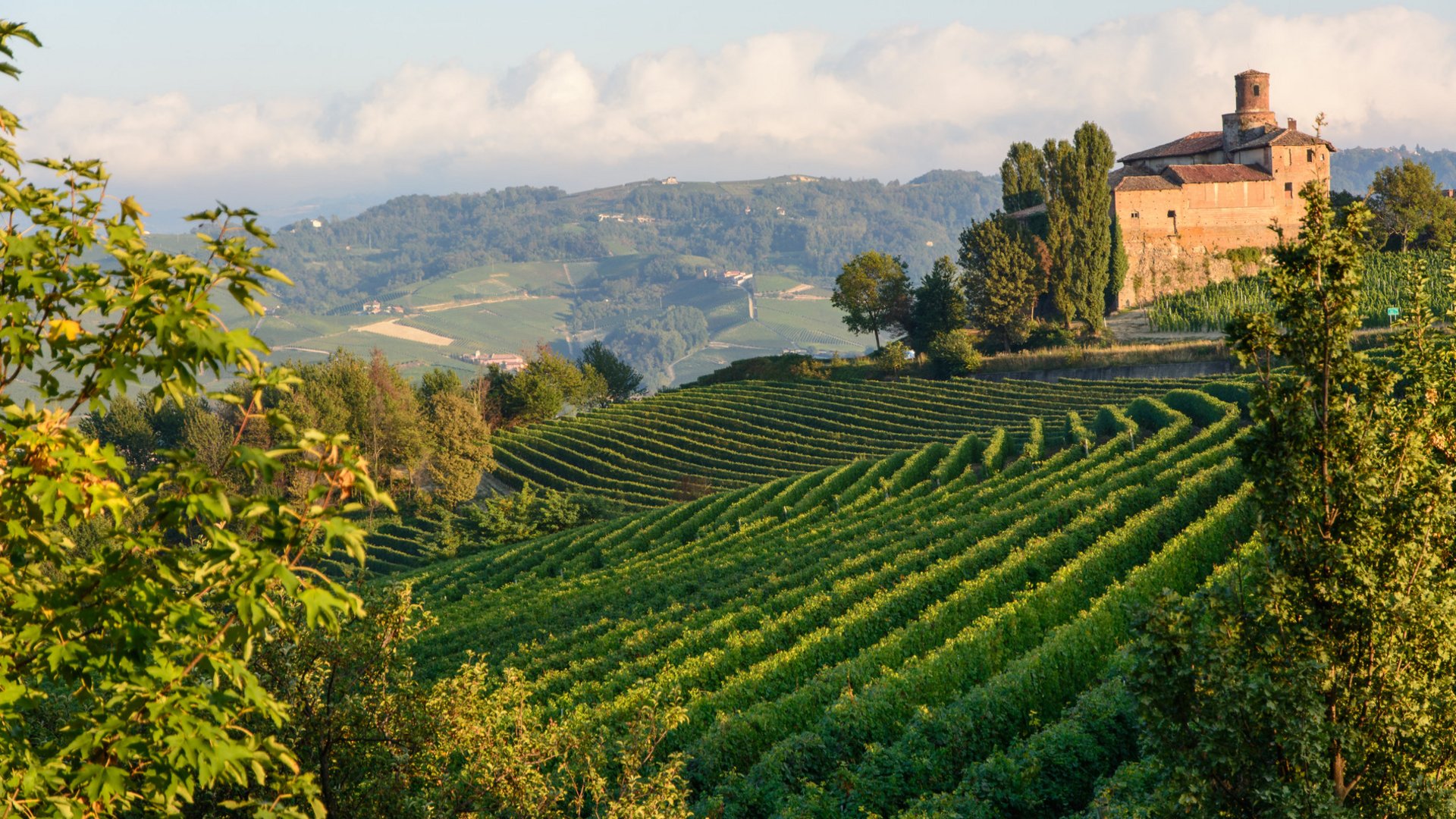 Piedmont Wine & Hiking Tour: Trek Through Barolo’s Vineyards Piedmont Wine & Hiking Tour: Trek Through Barolo’s Vineyards