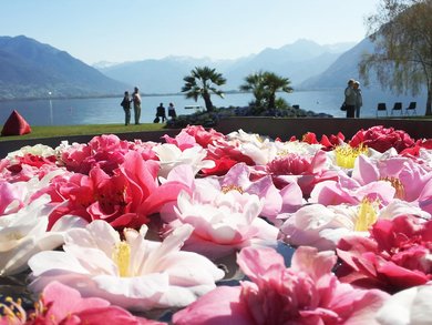 Lago Maggiore - „Tulpenfest“ am Lago Maggiore