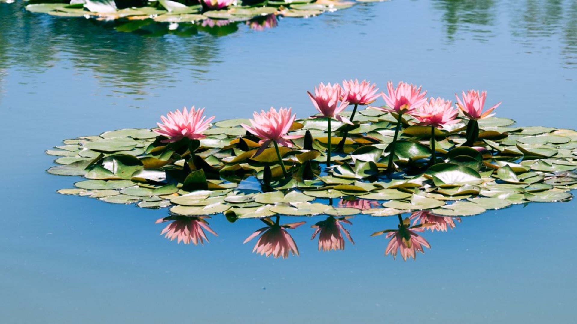 Lombardei - Lotusblüte in Mantua