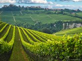 Michelangelo International Travel
