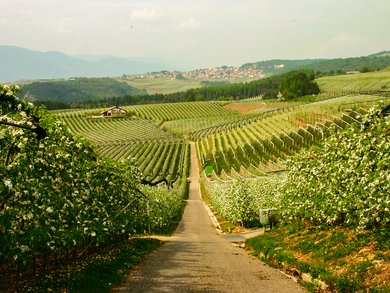 Friuli-Venezia Giulia - Friuli terra di vini e cultura Friuli-Venezia Giulia - Friuli terra di vini e cultura