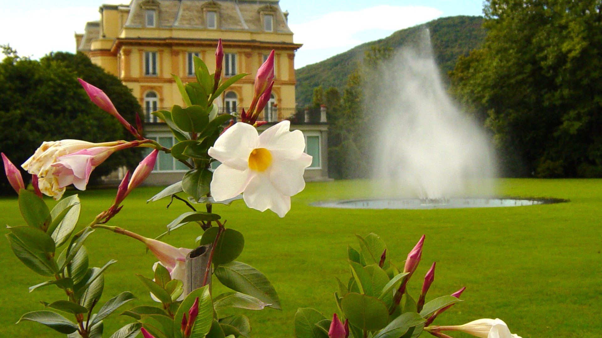 Lago Maggiore - „Tulpenfest“ am Lago Maggiore