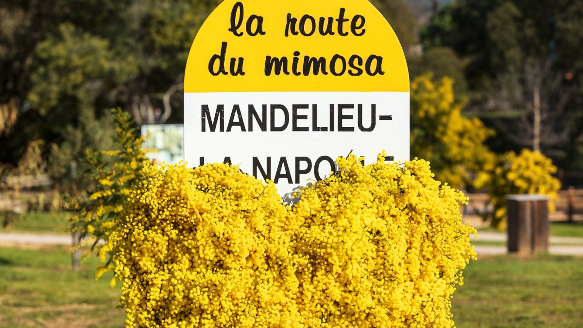 Liguria e Costa Azzurra - La festa della Mimosa a Mandelieu-La-Napoule