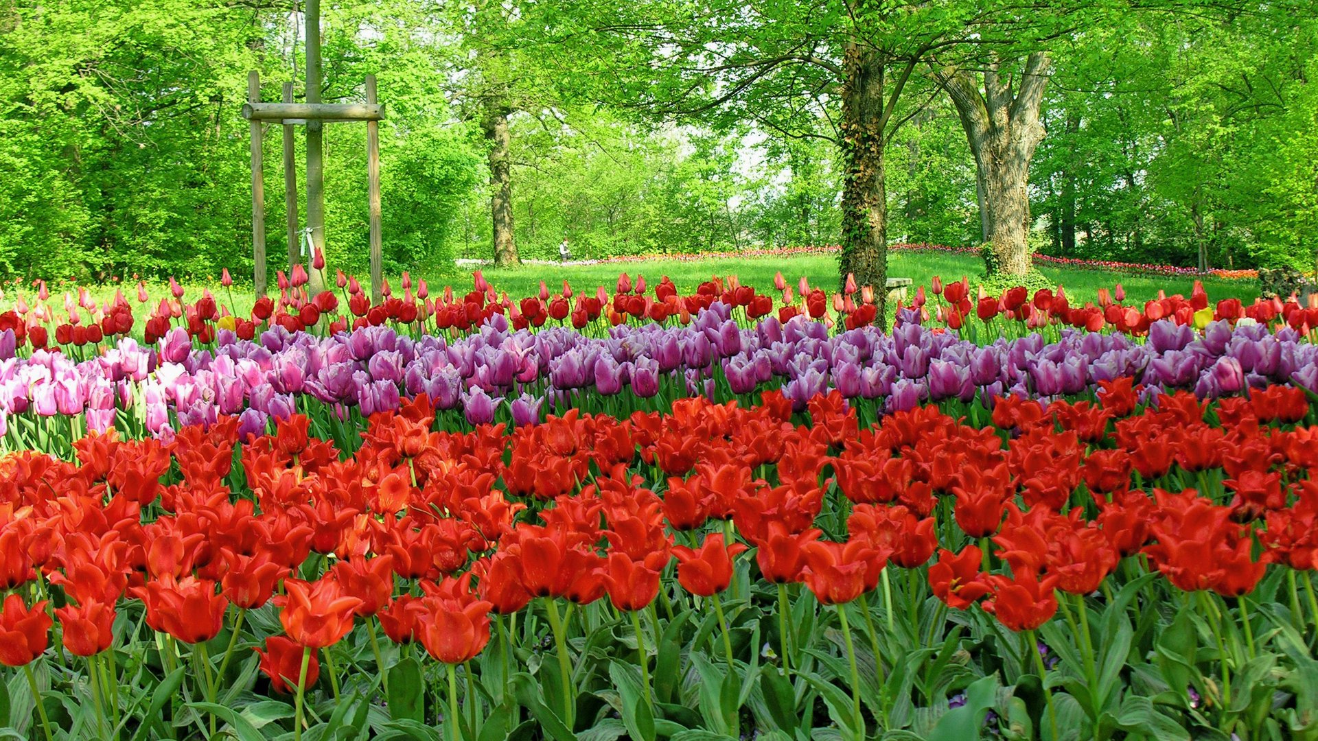 Piemonte e Valle d'Aosta - Pralormo, tulipani in fiore