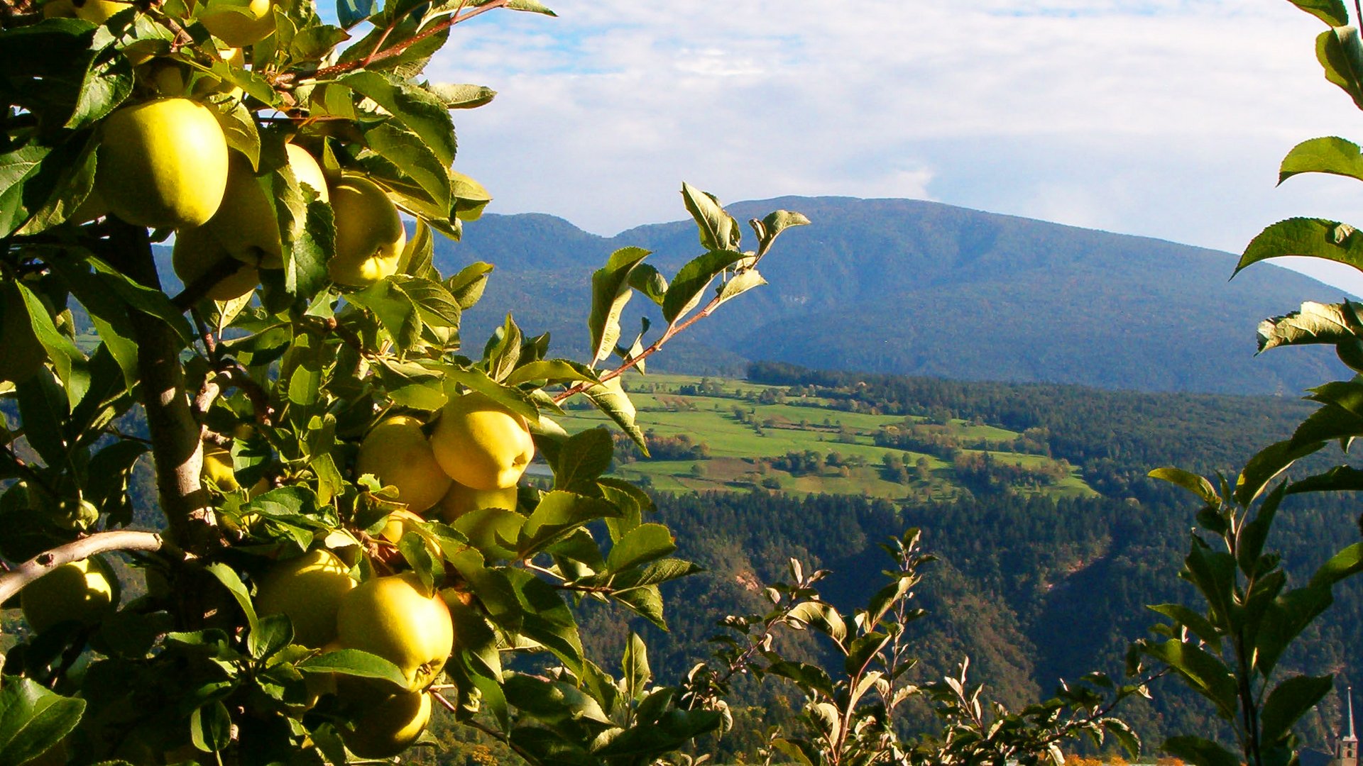 Trentino-Alto Adige - Pomaria: festa della mela regina in Val di Non
