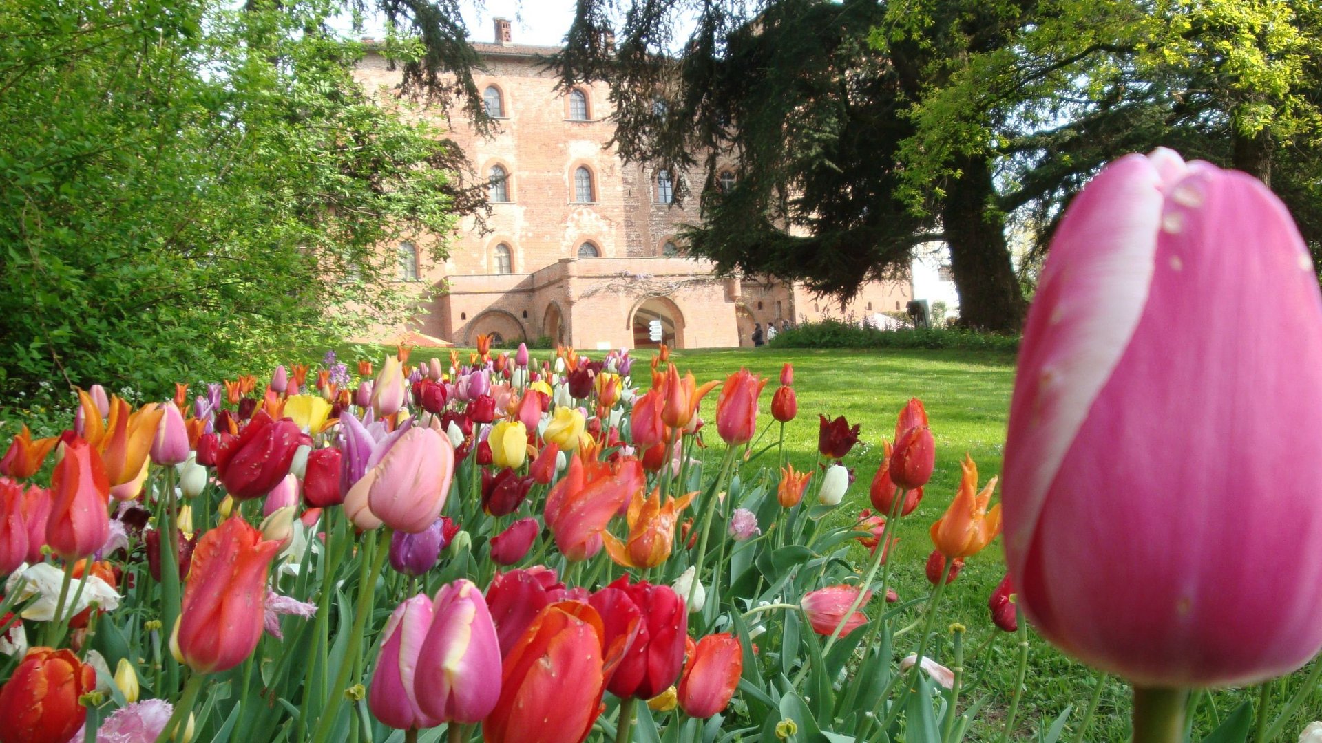 Piemont - Tulpenfest in Piemont