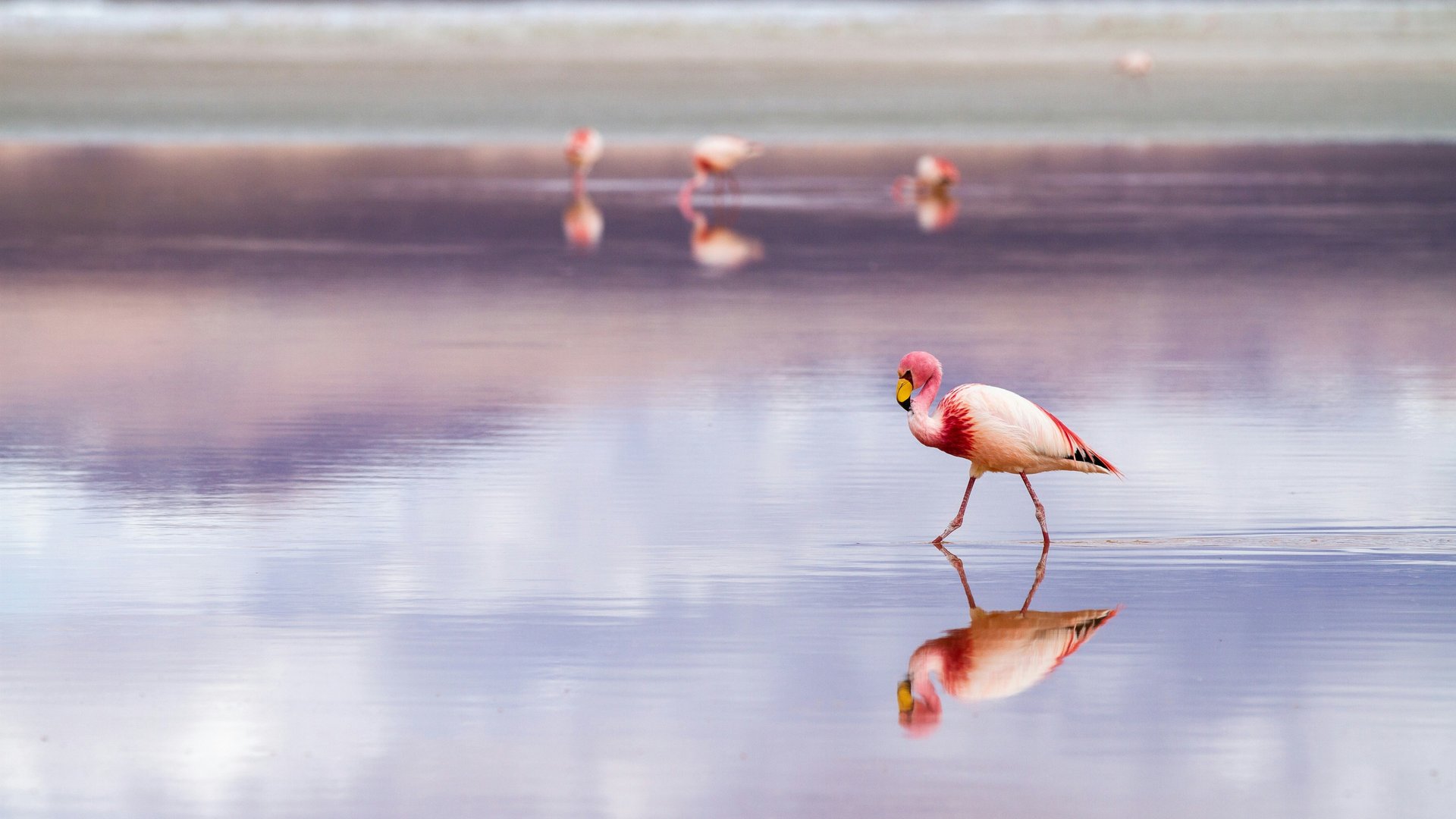Sardinien - Zwischen rosa Flamingos und tausendjähriger Geschichte