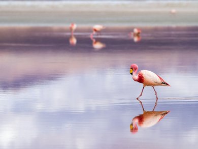 Tour - Korsika, Sardinien und Elba Tour - Korsika, Sardinien und Elba