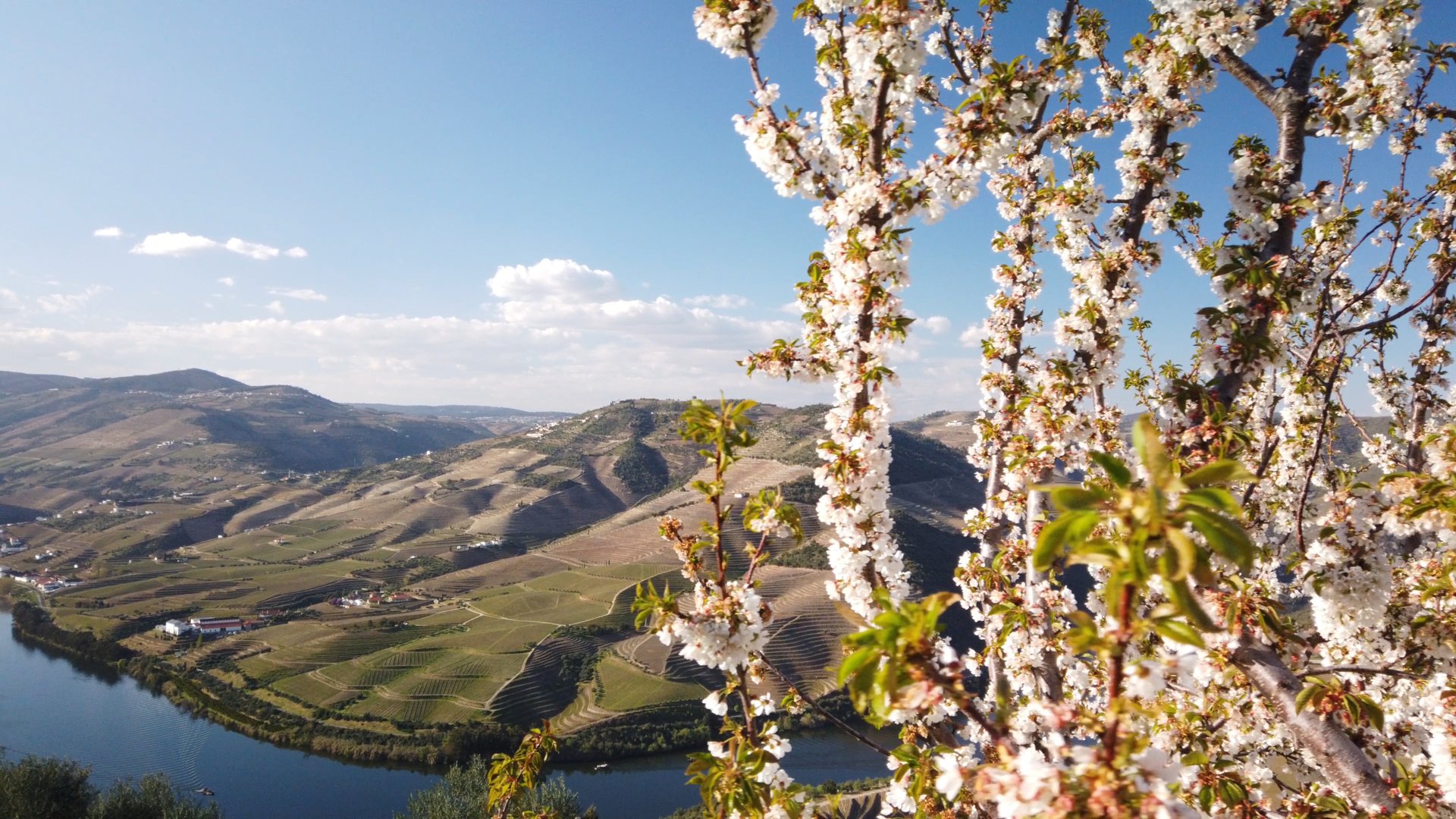 Porto & Douro Valley Group Tour: Almond Blossom & Port Wine – DMC Iberia Porto & Douro Valley Group Tour: Almond Blossom & Port Wine – DMC Iberia