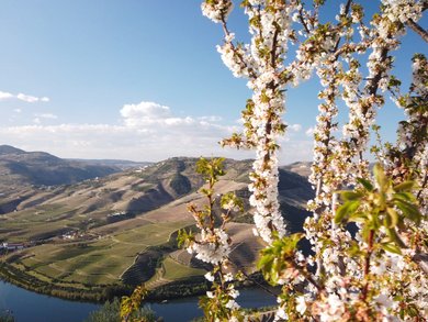 Explore our Tours by Destination | Michelangelo International Travel