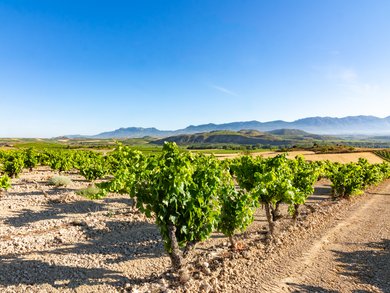 Culinary Tours of Italy, Spain & the Mediterranean – Wine & Food tours for groups Culinary Tours of Italy, Spain & the Mediterranean – Wine & Food tours for groups