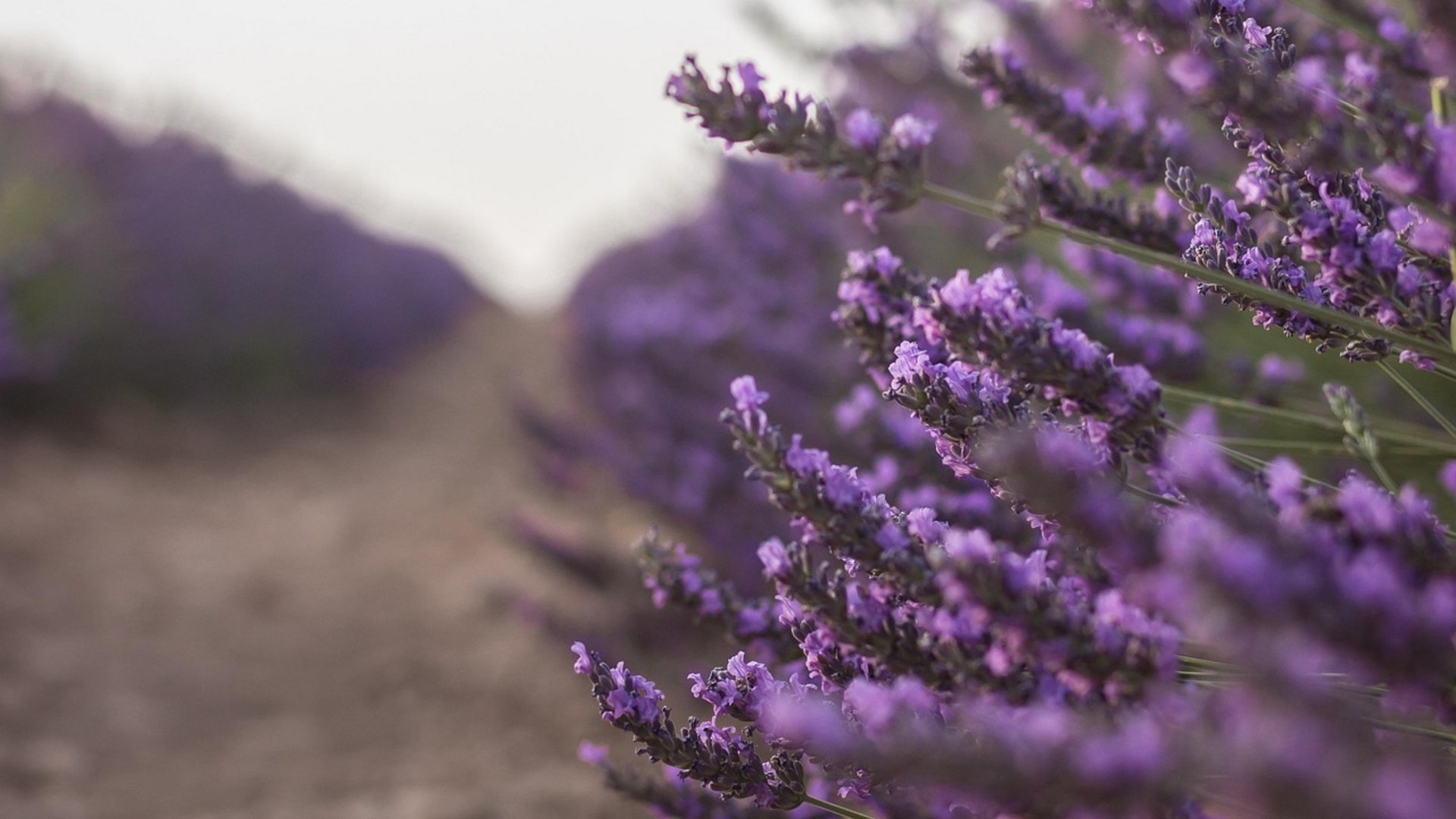 Spagna - Brihuega, Tour nella Provenza Spagnola