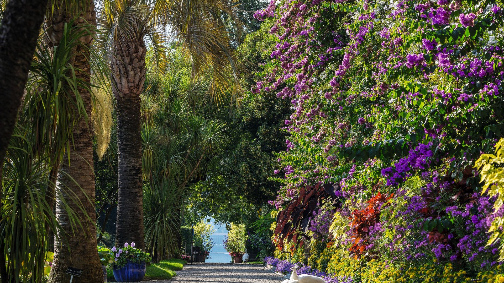 Lago Maggiore - Kamelien am Lago Maggiore
