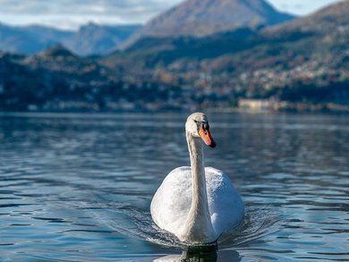 Comer See - Der noble Comer See Comer See - Der noble Comer See