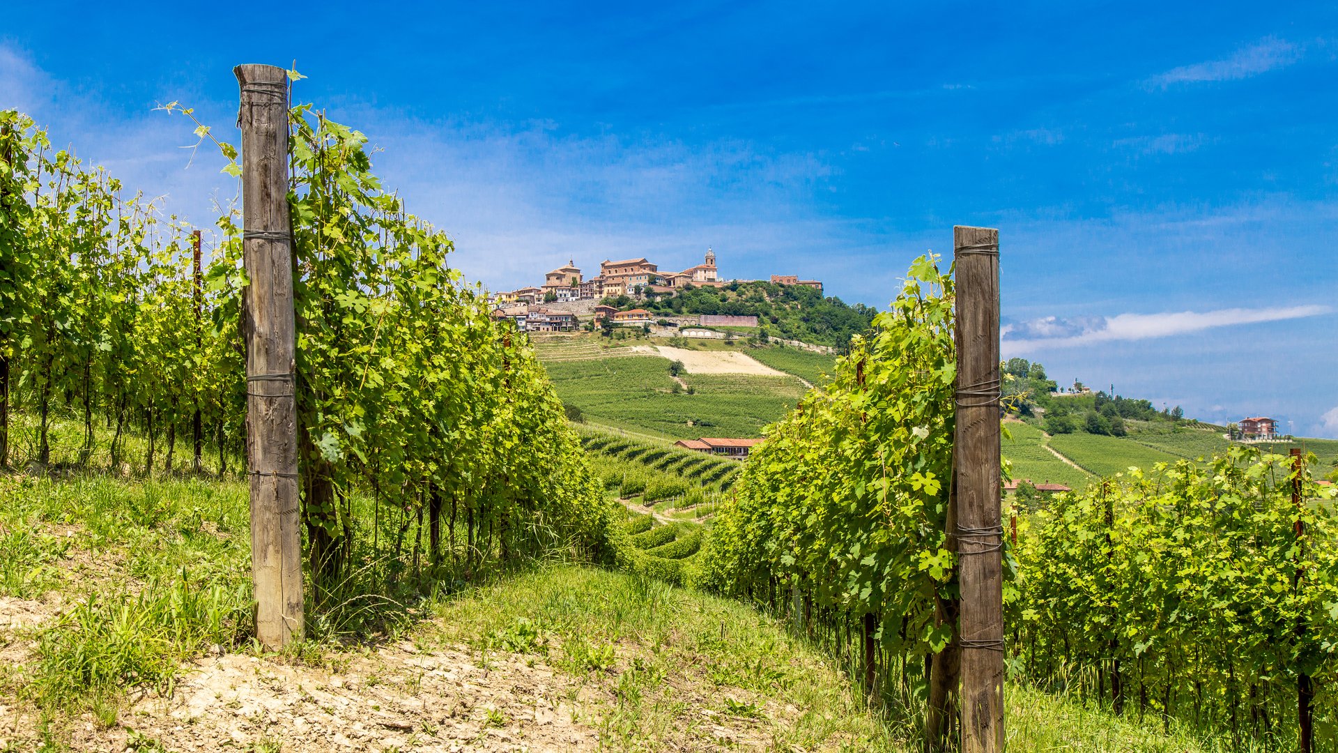 Piedmont Wine & Hiking Tour: Trek Through Barolo’s Vineyards Piedmont Wine & Hiking Tour: Trek Through Barolo’s Vineyards