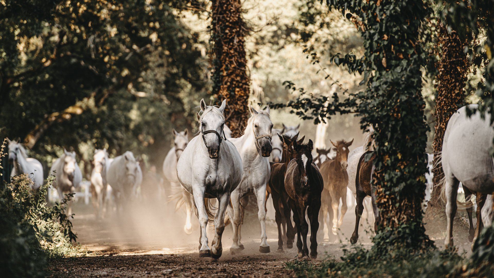 Sonderaktion November | Slowenien - 4* Hotel Maestoso Lipica