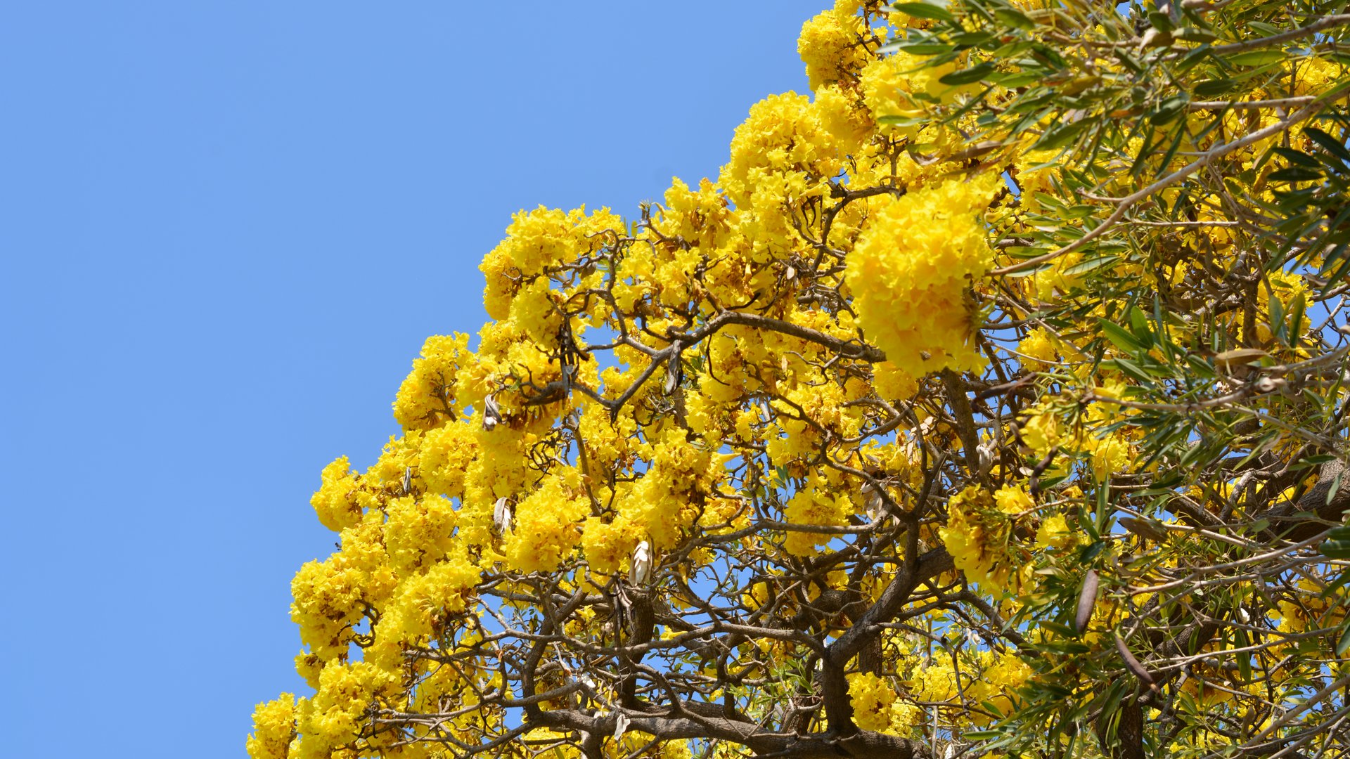 Ligurien - Fête du Mimosa Ligurien - Fête du Mimosa