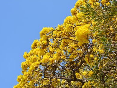 Ligurien - Gärten und Düfte der Blumenriviera