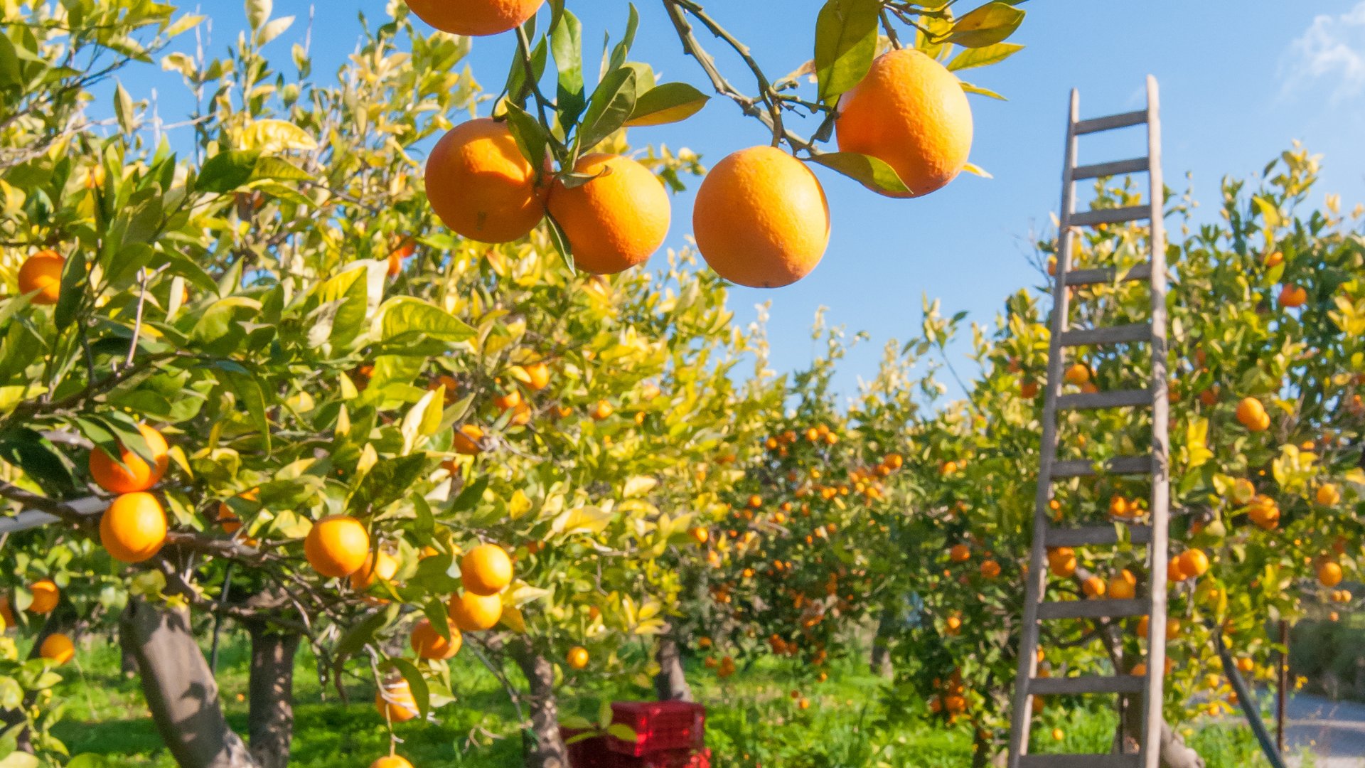 Hands-On Orange Picking & Sicily Highlights – Italy DMC