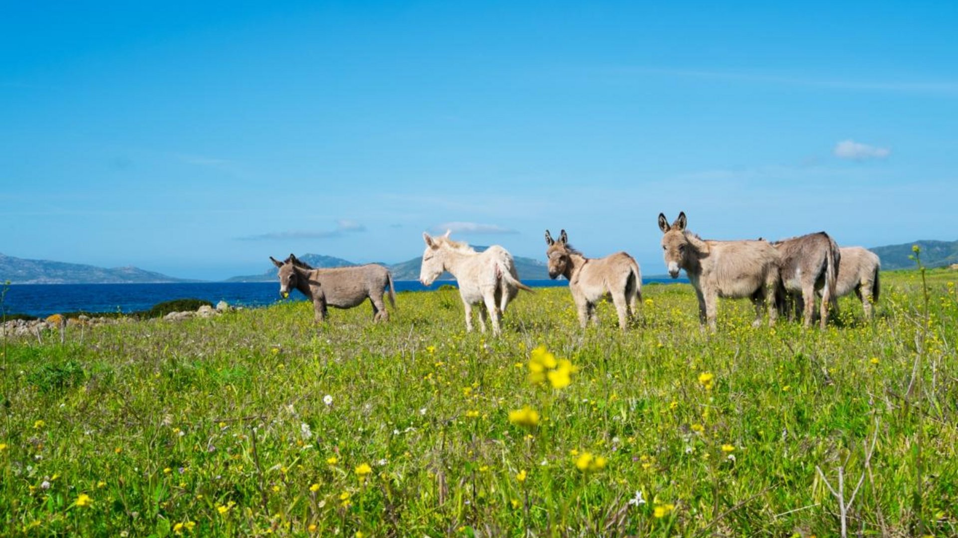 Sardegna - L'Asinara e la Sardegna selvaggia
