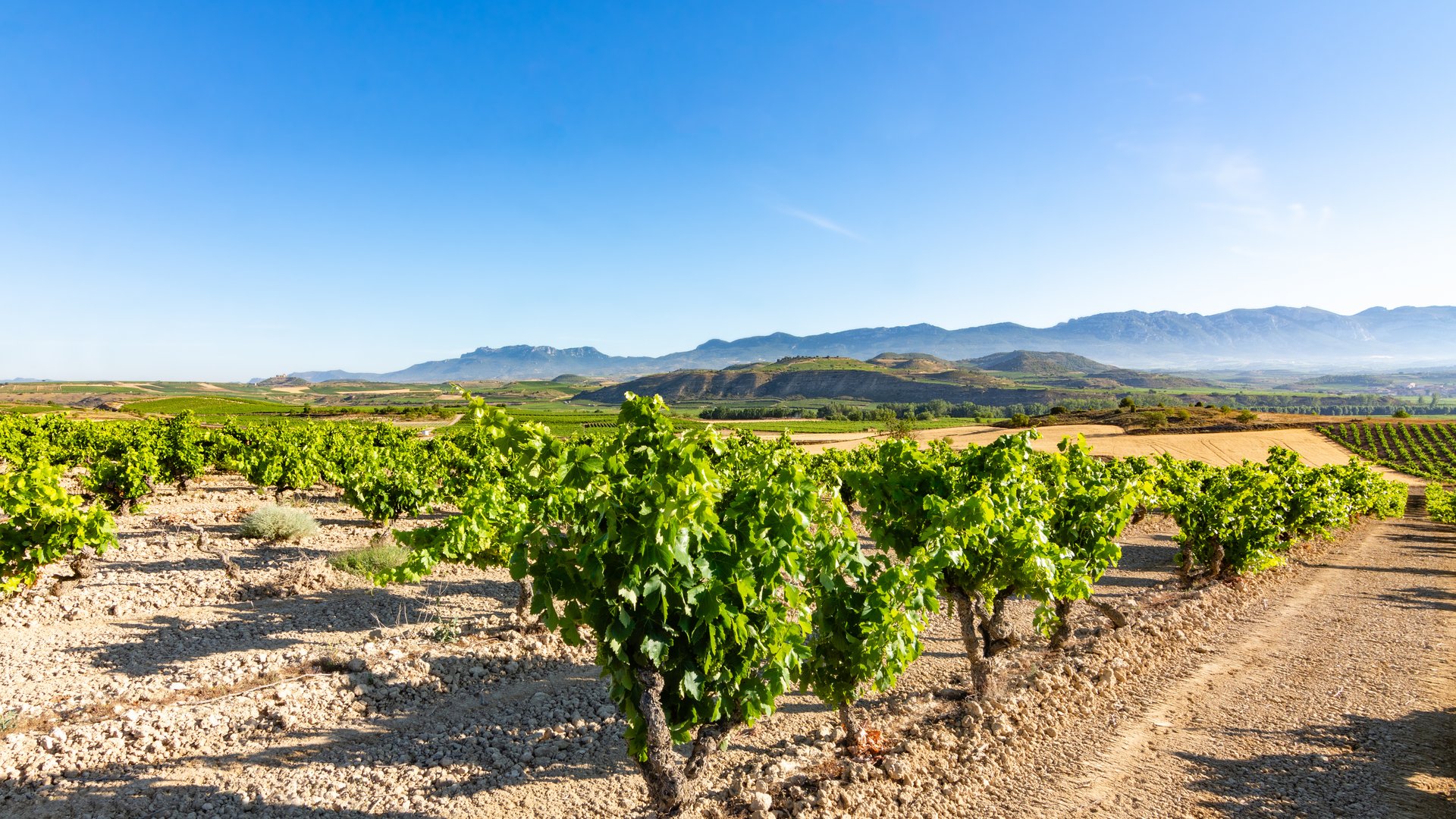 Spain's Finest Wines: Culinary Group Tour with Tasting Experiences Spain's Finest Wines: Culinary Group Tour with Tasting Experiences