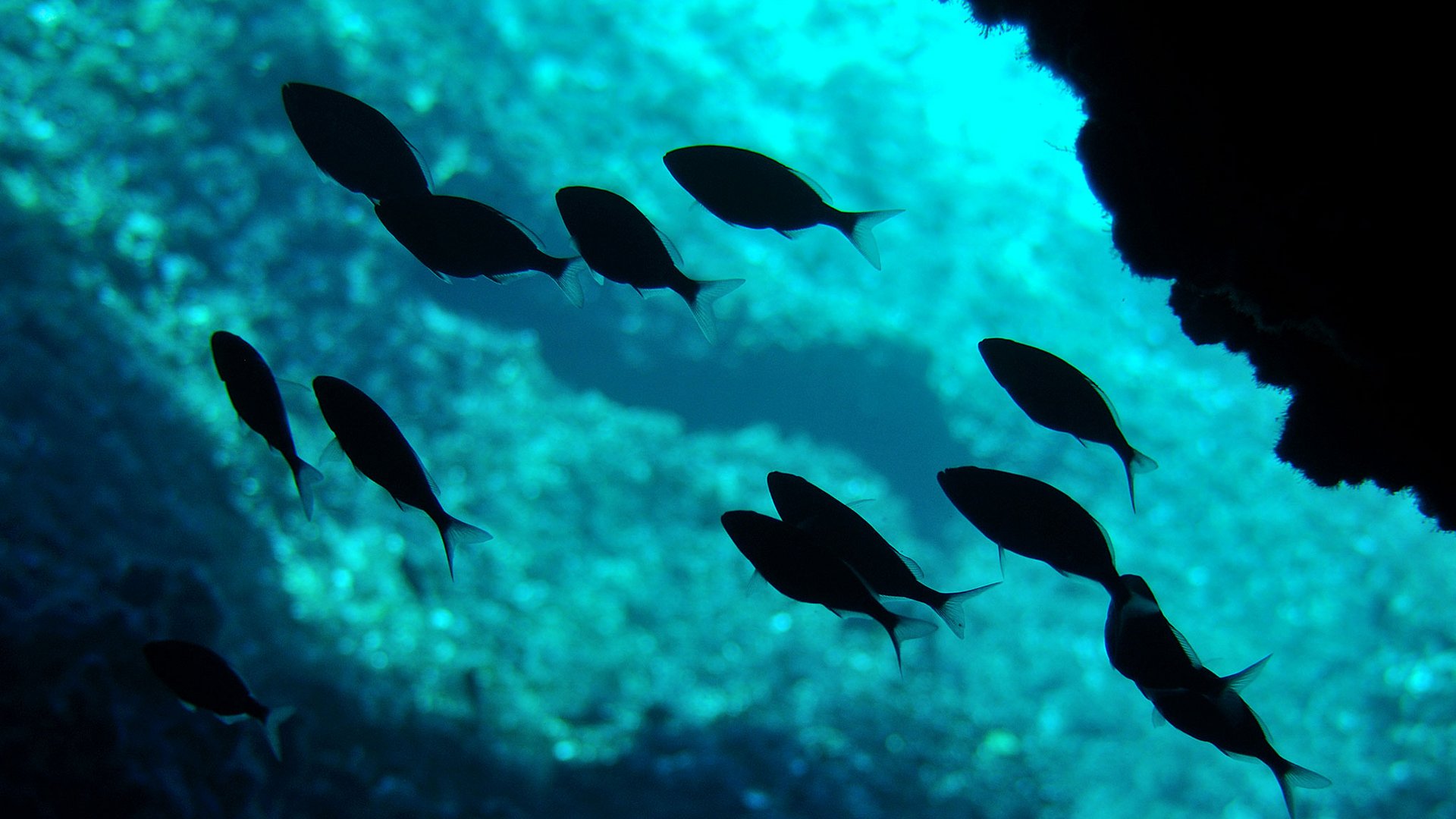 Sardegna - Sardegna al calice Sardegna - Sardegna al calice