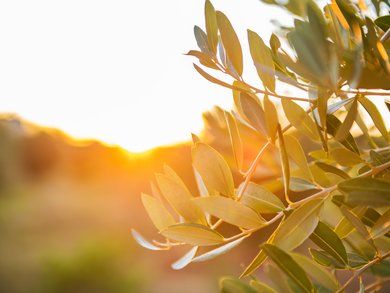 Explore our Tours by Destination | Michelangelo International Travel Explore our Tours by Destination | Michelangelo International Travel