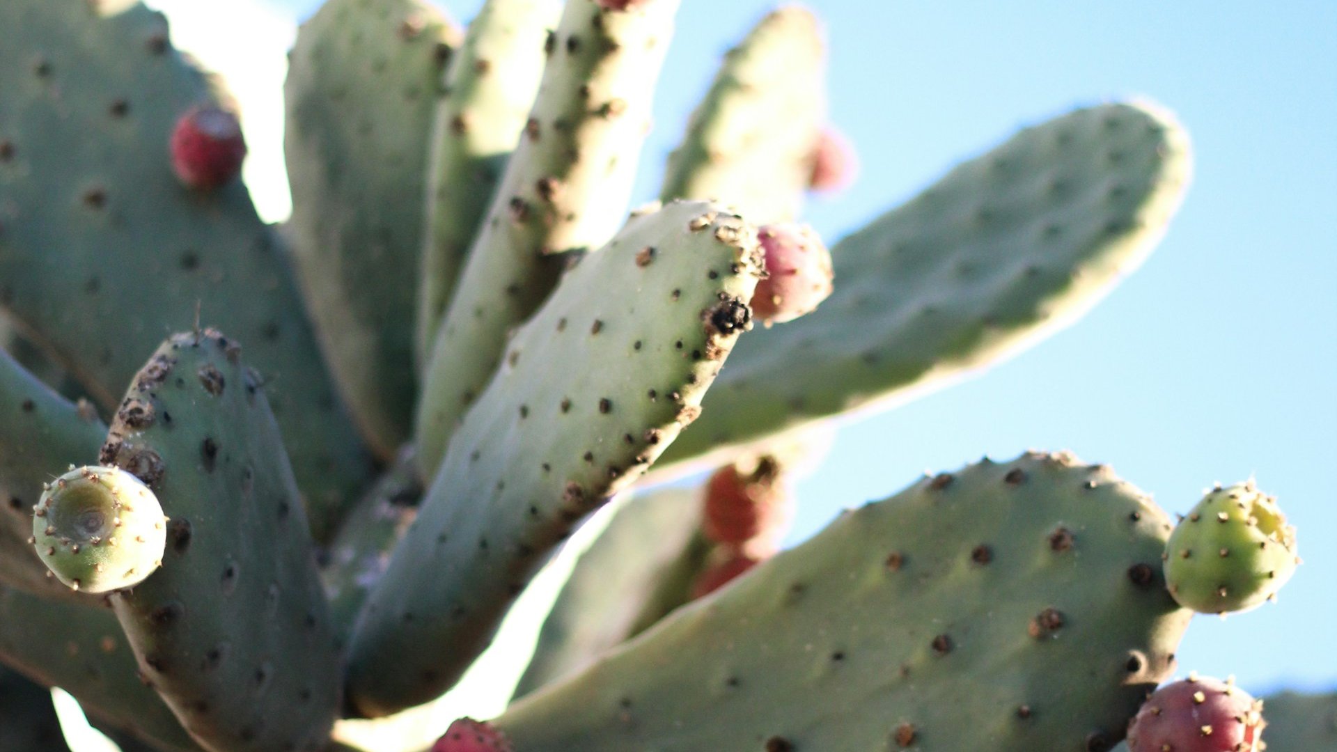 Lanzarote Hiking Tour – Ground Services for Active Travel - DMC Iberia Lanzarote Hiking Tour – Ground Services for Active Travel - DMC Iberia
