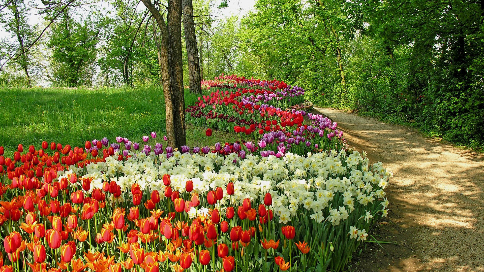 Piemonte e Valle d'Aosta - Pralormo, tulipani in fiore
