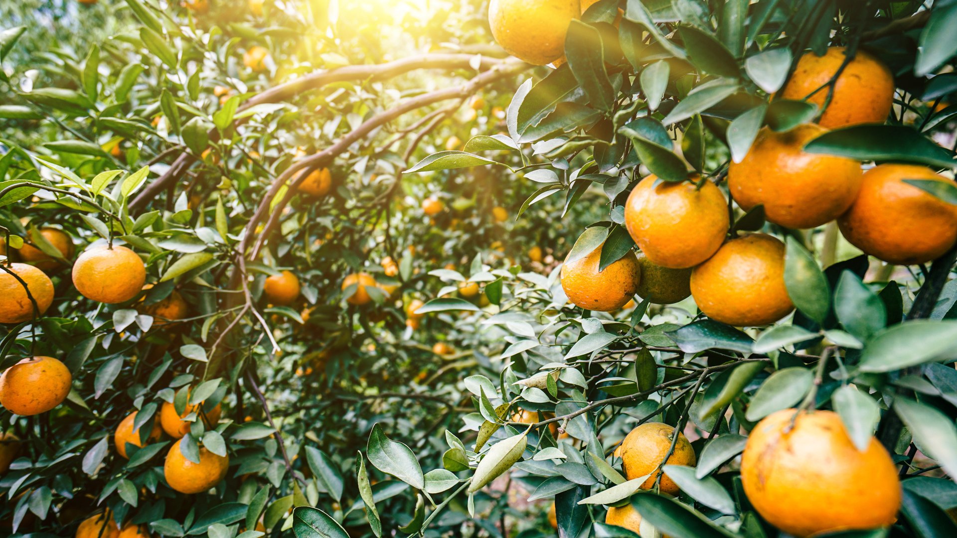 Algarve Group Tour: Orange Harvest, Coastal Towns & Wine – Iberian DMC