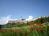Michelangelo International Travel