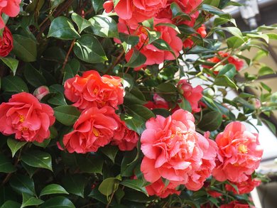 Umbria - Umbria in fiore