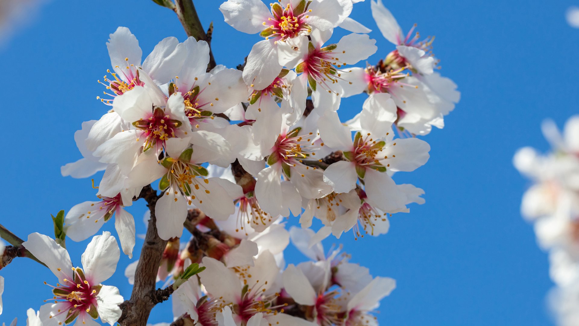 Portugal - Mandelblüte im Douro-Tal