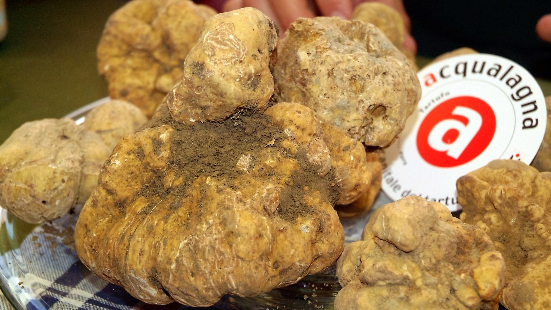 Marken - Trüffelfest in Acqualagna Marken - Trüffelfest in Acqualagna