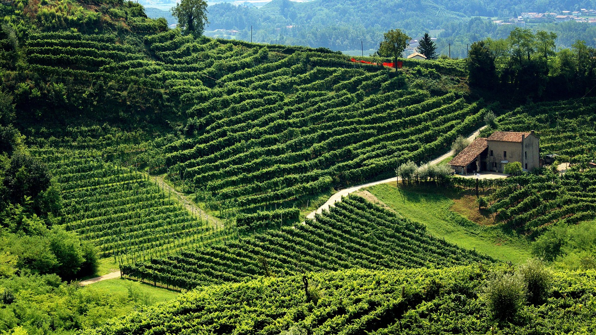 Michelangelo International Travel