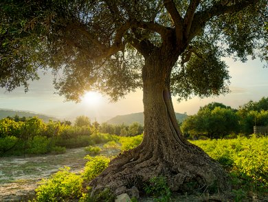 Ligurien - Gärten und Düfte der Blumenriviera