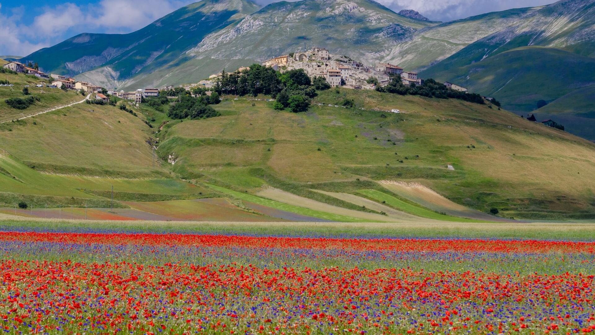 Umbrien - Mohn- und Linsenblüte