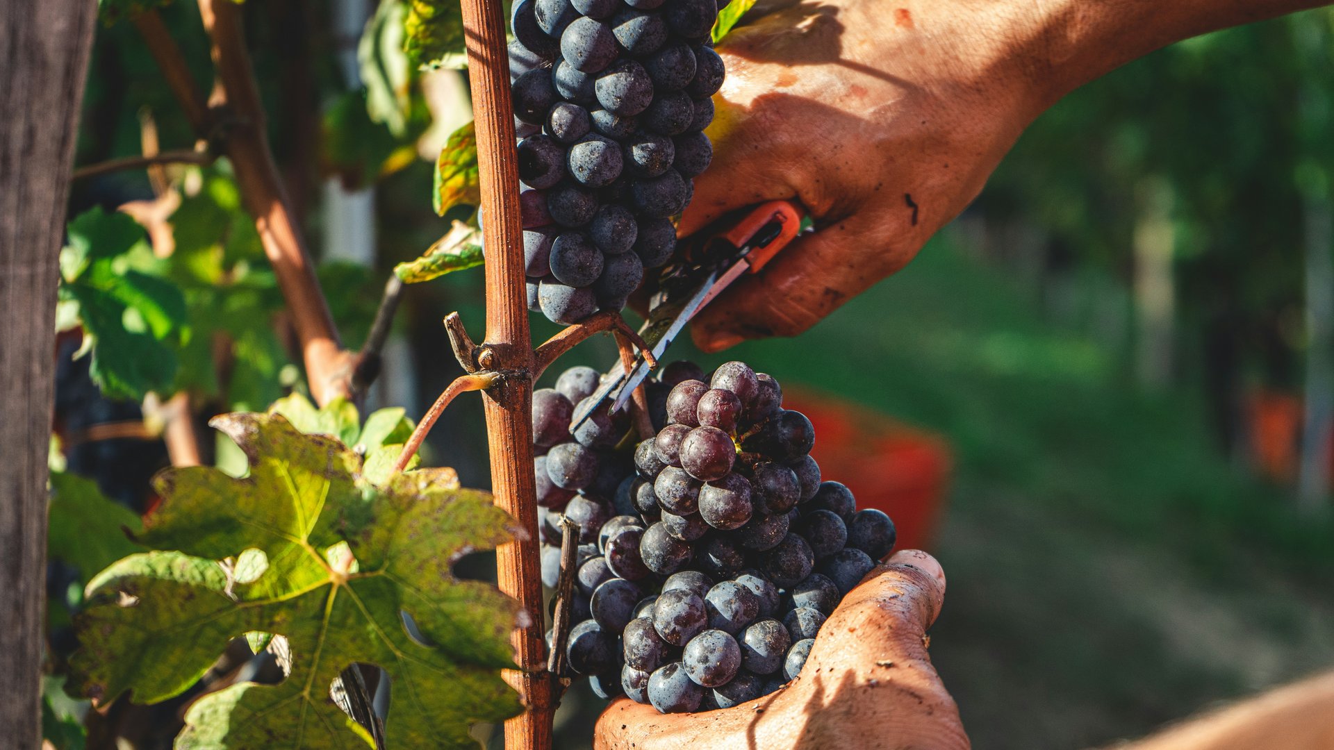 Piedmont: Slow Food, Wine & Truffles – A Culinary Group Tour for travel planners