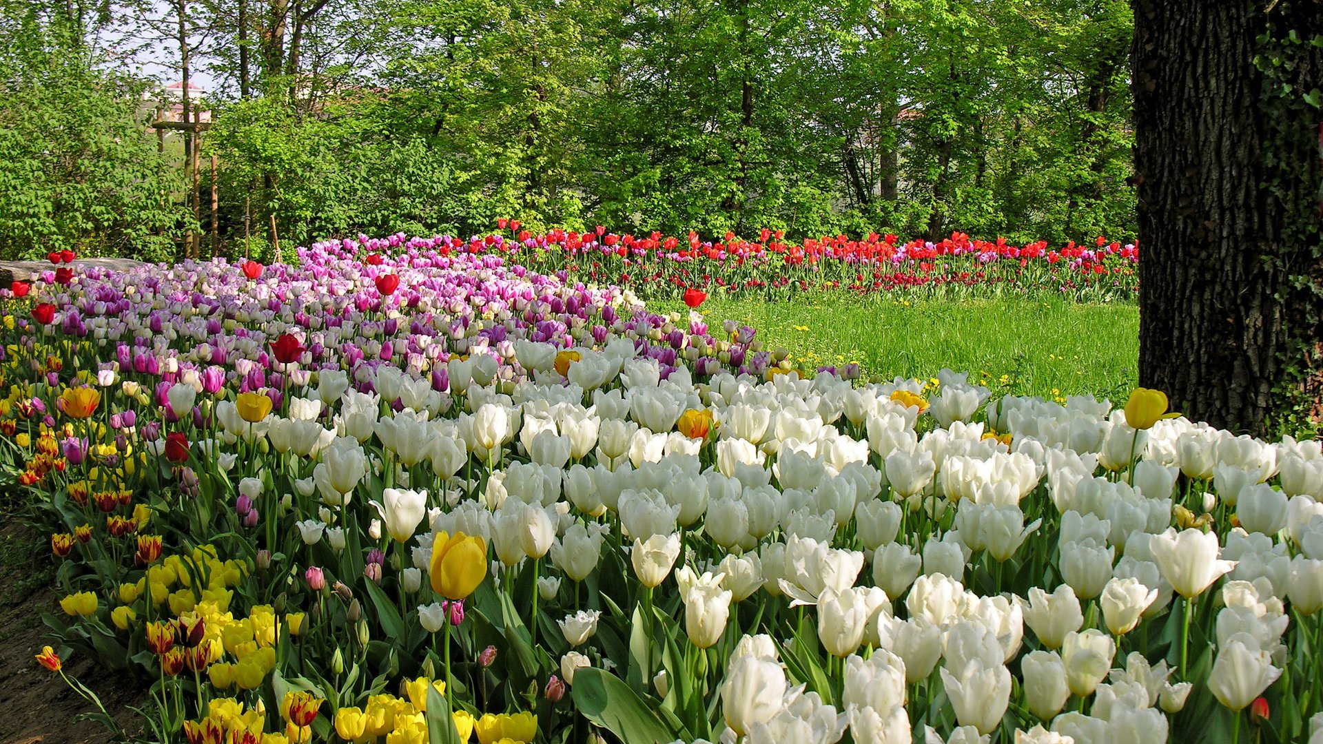 Piemonte e Valle d'Aosta - Pralormo, tulipani in fiore