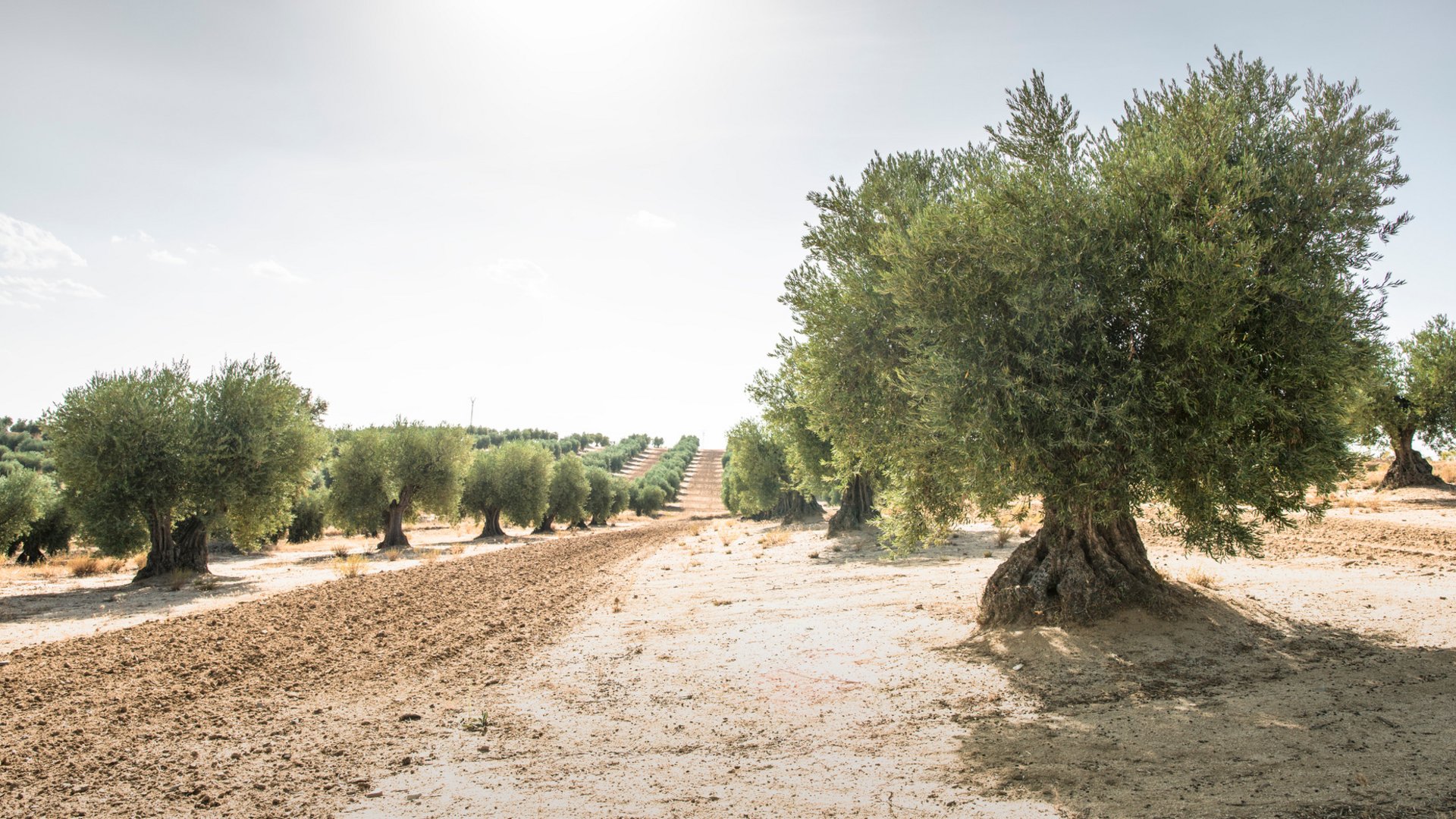 Group Tour Experiences: Olive Harvest Tour in Catalonia & Barcelona