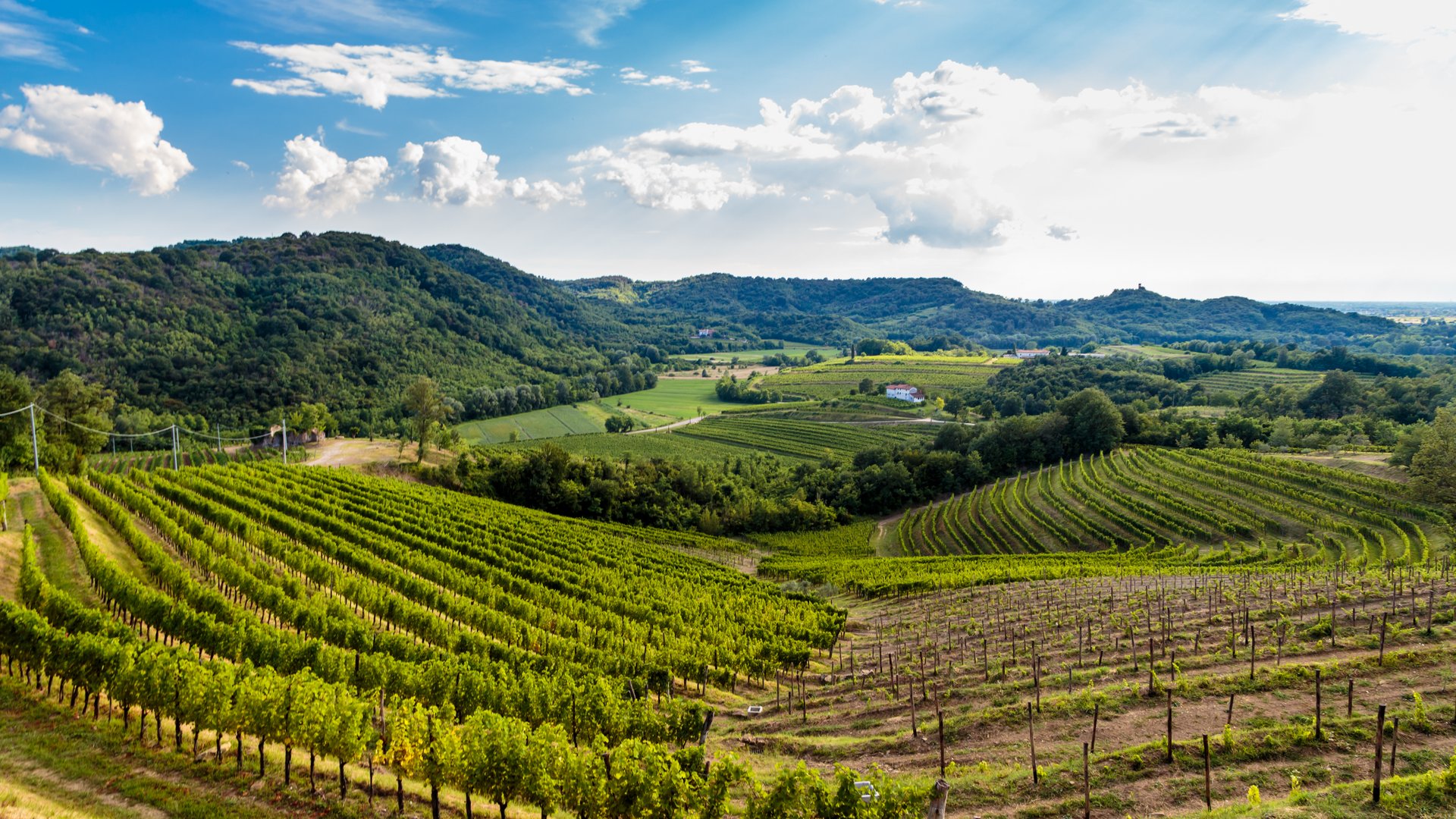 Friuli & Venice Group Food Tour: Prosciutto, Wines & Bacarò – DMC Italy