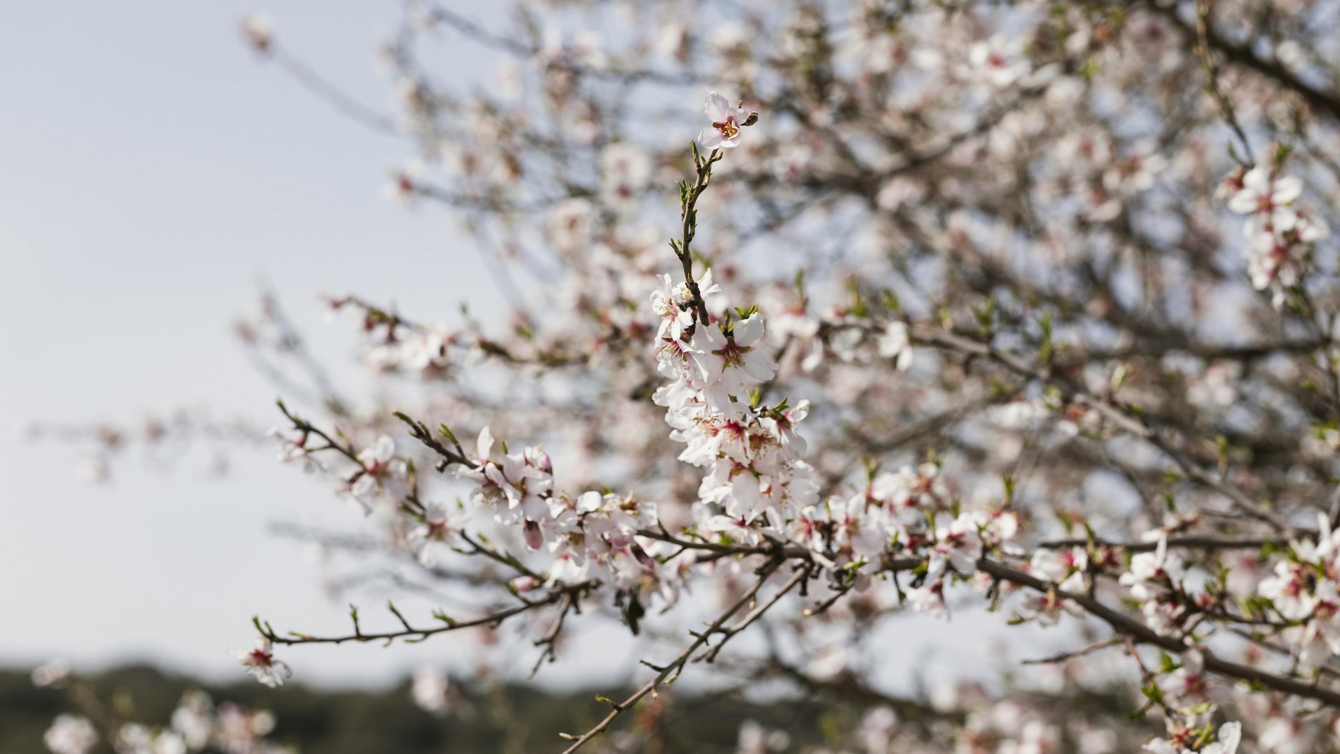 Andalusien - Mandelblüte in Andalusien